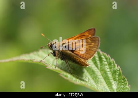 small skipper butterfly sitting on a leaf in the sun to heat up Stock Photo