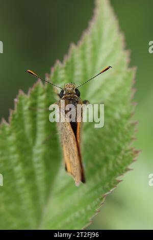 small skipper butterfly sitting on a leaf in the sun to heat up Stock Photo