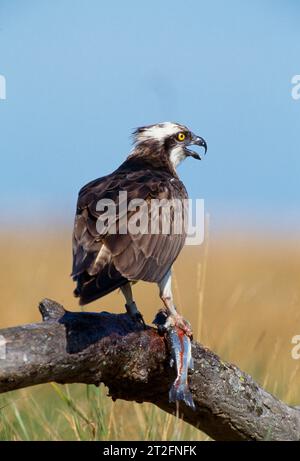 Osprey (Pandion haliaetus) male with trout on feeding perch, Morayshire, Scotland, July 1998 Stock Photo