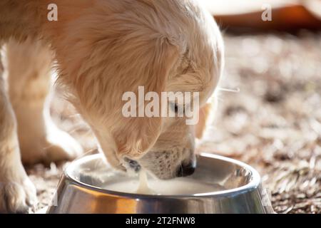 Pretty golden retriever puppy drinking milk Stock Photo