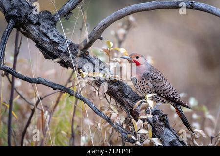 The red shafted male northern flicker or common flicker (Colaptes auratus) is a medium-sized bird of the woodpecker family. Southern Alberta Canada. Stock Photo