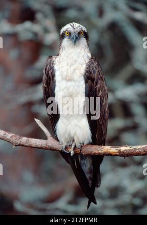 Osprey (Pandion haliaetus) male on off-duty perch in Scots Pine (Pinus sylvestris) near to nest, Morayshire, Scotland, July 1998 Stock Photo