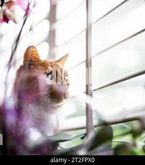 orange tabby cat staring out the window Stock Photo
