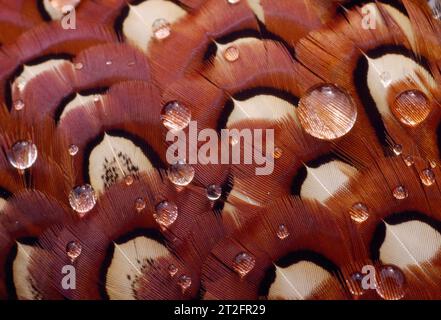 Pheasant (Phasianus colchicus) plumage detail of road casualty male bird, Perthshire, Scotland, April 1988 Stock Photo