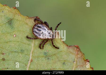 Auwaldzecke, Auwald-Zecke, Wiesenzecke, Buntzecke, Winterzecke, Zecke, Zecken, Dermacentor reticulatus, Dermacentor pictus , ornate cow tick, ornate d Stock Photo
