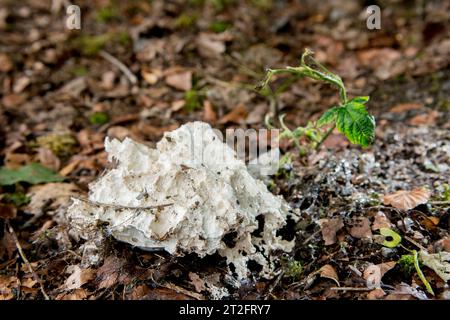 Dog Sick Slime Mould (Mucilago crustacea) - The Lawn Man