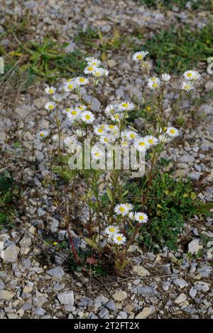 Einjähriges Berufkraut, Einjähriges Berufskraut, Weißes Berufkraut, Feinstrahl, Einjähriger Feinstrahl, Feinstrahl-Berufkraut, Erigeron annuus, annual Stock Photo