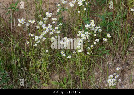 Einjähriges Berufkraut, Einjähriges Berufskraut, Weißes Berufkraut, Feinstrahl, Einjähriger Feinstrahl, Feinstrahl-Berufkraut, Erigeron annuus, annual Stock Photo