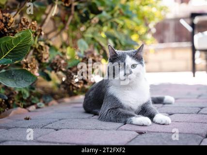 gray and white cat laying on the ground in the backyard garden Stock Photo