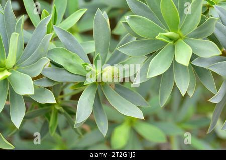 Balsam spurge (Euphorbia balsamifera) is a shrub native to Canary Islands and western Africa. Fruit detail. This photo was taken in Lanzarote, Canary Stock Photo