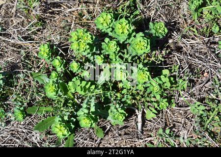 Sun spurge (Euphorbia helioscopia) is an annual herb native to Europe. Its latex is toxic. This photo was taken in Port de la Selva, Girona, Catalonia Stock Photo