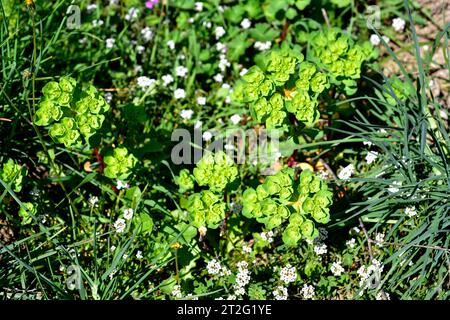 Sun spurge (Euphorbia helioscopia) is an annual herb native to Europe. Its latex is toxic. This photo was taken in Empordà, Girona, Catalonia, Spain. Stock Photo