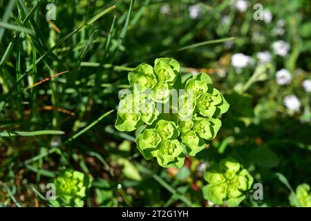 Sun spurge (Euphorbia helioscopia) is an annual herb native to Europe. Its latex is toxic. This photo was taken in Empordà, Girona, Catalonia, Spain. Stock Photo