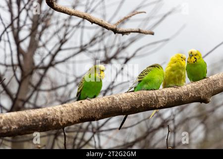 Budgies eat and cuddle in a small animal park Stock Photo