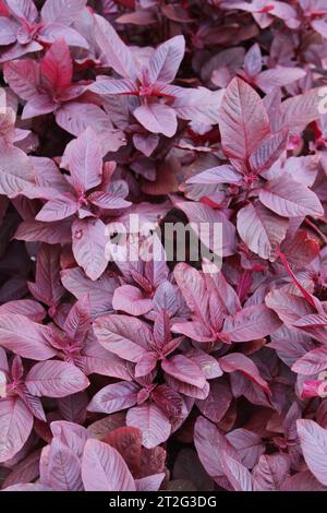 Amaranthus tricolor (Red amaranth) Stock Photo