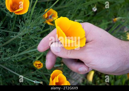 A man's hand delicately takes a flower, this one is in orange and yellow tones. Stock Photo
