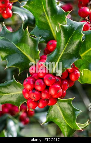 Common holly / English holly / European holly / Christmas holly (Ilex aquifolium) close-up of evergreen leaves and red berries / drupes in autumn Stock Photo