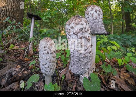 Shaggy ink cap / lawyer's wig / shaggy mane (Coprinus comatus) showing different growth stages in forest in autumn / fall Stock Photo