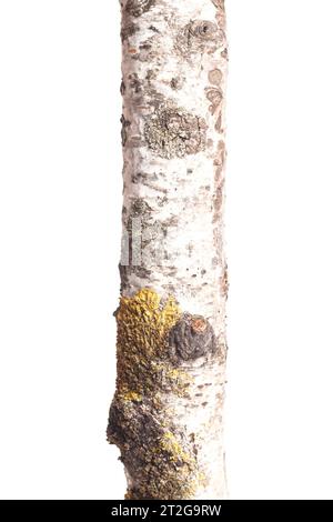 Birch tree trunk isolated on white background. Stock Photo