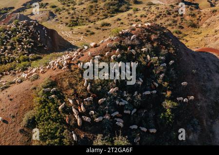 Flock of sheep grazing at pasture on mountains, drone aerial view. Stock Photo