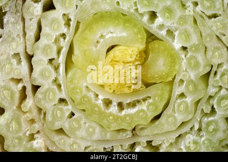 Cut celery stalks as background, macro view Stock Photo