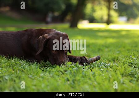 Adorable Labrador Retriever dog with stick lying on green grass in park, space for text Stock Photo