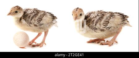 Chicken turkey with egg isolated on a white background Stock Photo