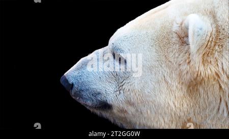 Close up portrait of a polar bear isolated on a black background Stock Photo