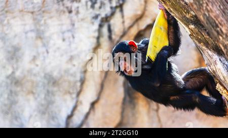 portrait of a happy young chimpanzee playing at the St. Louis Zoo in St. Louis, MO with room for text Stock Photo