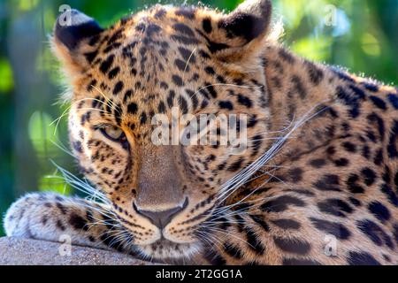 Close-up portrait of a leopard relaxing making eye contact Stock Photo
