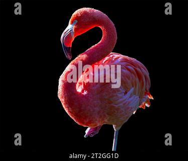 Flamingo portrait isolated on a black background Stock Photo