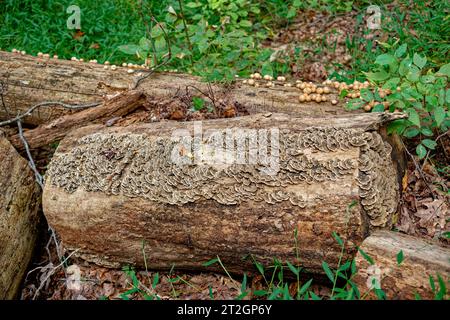 Turkey tail fungi and a mushroom species growing on a few cut logs laying on the forest ground horizontal view closeup in autumn Stock Photo