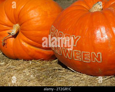 Two Large Pumpkins on Display in Pumpkin Patch Stock Photo