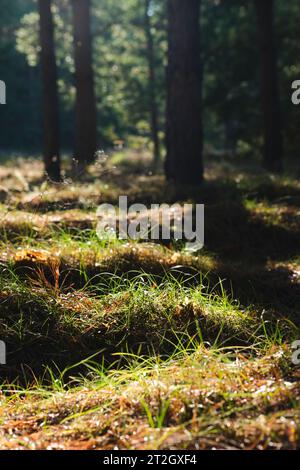 Forest landscape, long shadows from trees against background setting sun Stock Photo
