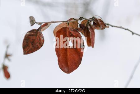 A faded red leaf on a tree branch in a winter forest and a white sky behind Stock Photo