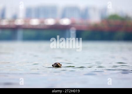 A smooth coated otter swims in Serangoon Reservoir with high rise apartments of Punggol in the background, Singapore. Stock Photo