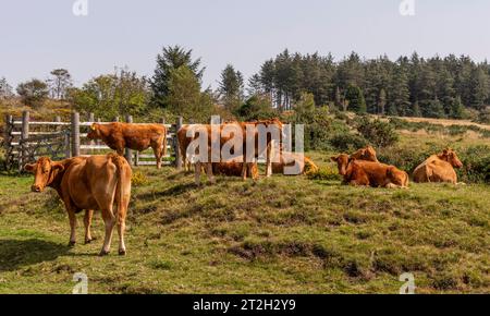 Dartmoor, Devon, England, UK.  04.09.2023. Brown coloured cattle grazing  on Dartmoor in south Devon. One of Englands national parks Stock Photo