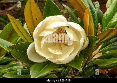 Magnolia grandiflora Exmouth Bull Bay Stock Photo