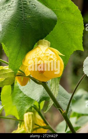 Abutilon x hybrida, Yellow Chinese Lantern Stock Photo