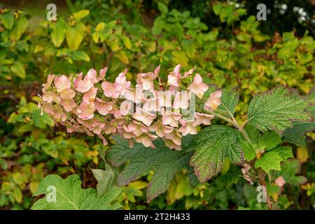 Hydrangea quercifolia, Snow Queen Hydrangea Stock Photo