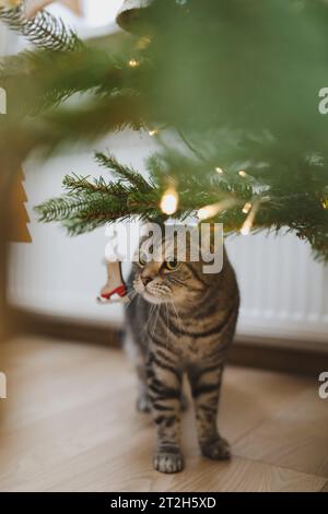 Funny gray striped tabby cat under the Christmas tree decorated with toys. Stock Photo