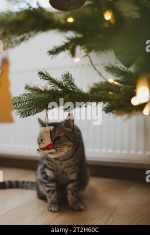 Funny gray striped tabby cat under the Christmas tree decorated with toys. Stock Photo
