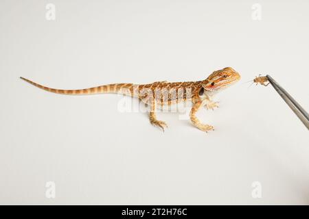 View of Bearded dragon, Feeding a lizard grasshoppers and crickets using metal ...