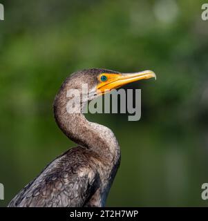 Neotropic Cormorant Stock Photo