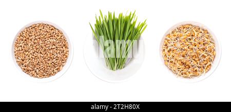 Common wheat grains, fresh wheatgrass, and freshly sprouted wheat germs, in white bowls. Triticum aestivum, concentrated source of nutrients. Stock Photo