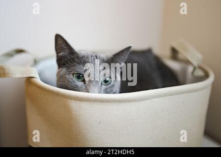Young playful Russian Blue kitten relaxing by the window. Gorgeous blue-gray cat with green eyes. Family pet at home. Stock Photo