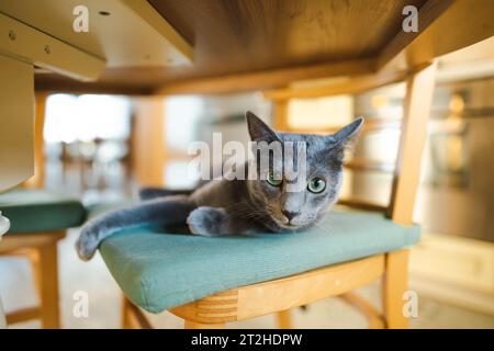 Young playful Russian Blue kitten relaxing on a chair under the table. Gorgeous blue-gray cat with green eyes. Family pet at home. Stock Photo