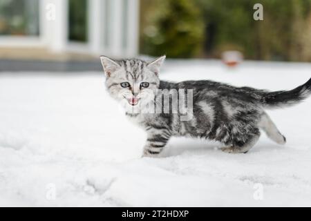British shorthair silver tabby kitten walking in a back yard on snowy winter day. Juvenile domestic cat having fun outdoors in a garden or a back yard Stock Photo