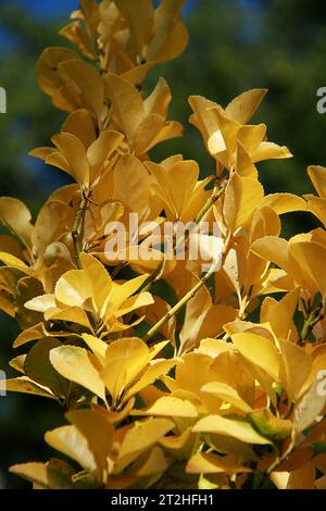 Close-up of the leaves of a Euonymus japonicus (Japanese Spindle) shrub in autumn Stock Photo