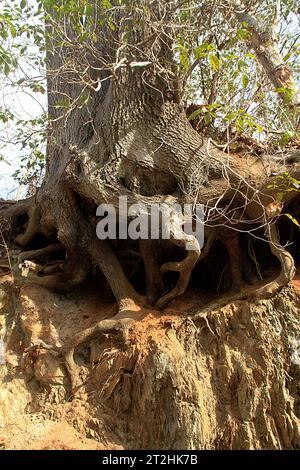 Virginia, USA. Tree roots exposed by erosion. Stock Photo